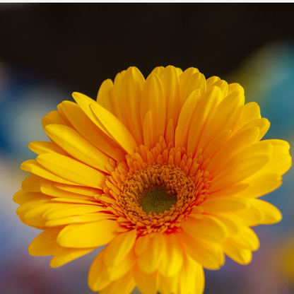 Gerbera garvinea - Yellow - Height 45-60cm - ⌀19cm