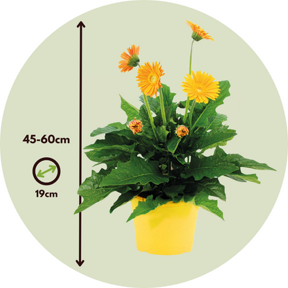 Gerbera garvinea - Yellow - Height 45-60cm - ⌀19cm