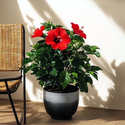 Chinese hibiscus - Hibiscus rosa-sinensis - Height 40-50cm - ø17cm