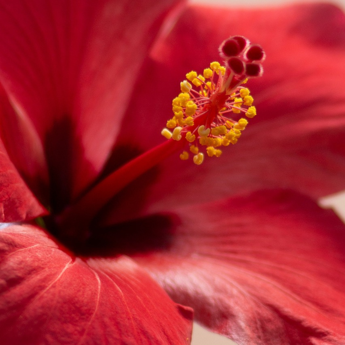 Chinese hibiscus - Hibiscus rosa-sinensis - Height 40-50cm - ø17cm
