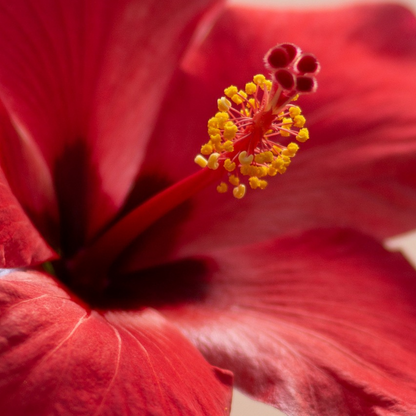 Chinese hibiscus - Hibiscus rosa-sinensis - Height 40-50cm - ø17cm