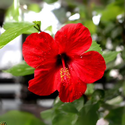 Chinese hibiscus - Hibiscus rosa-sinensis - Height 40-50cm - ø17cm