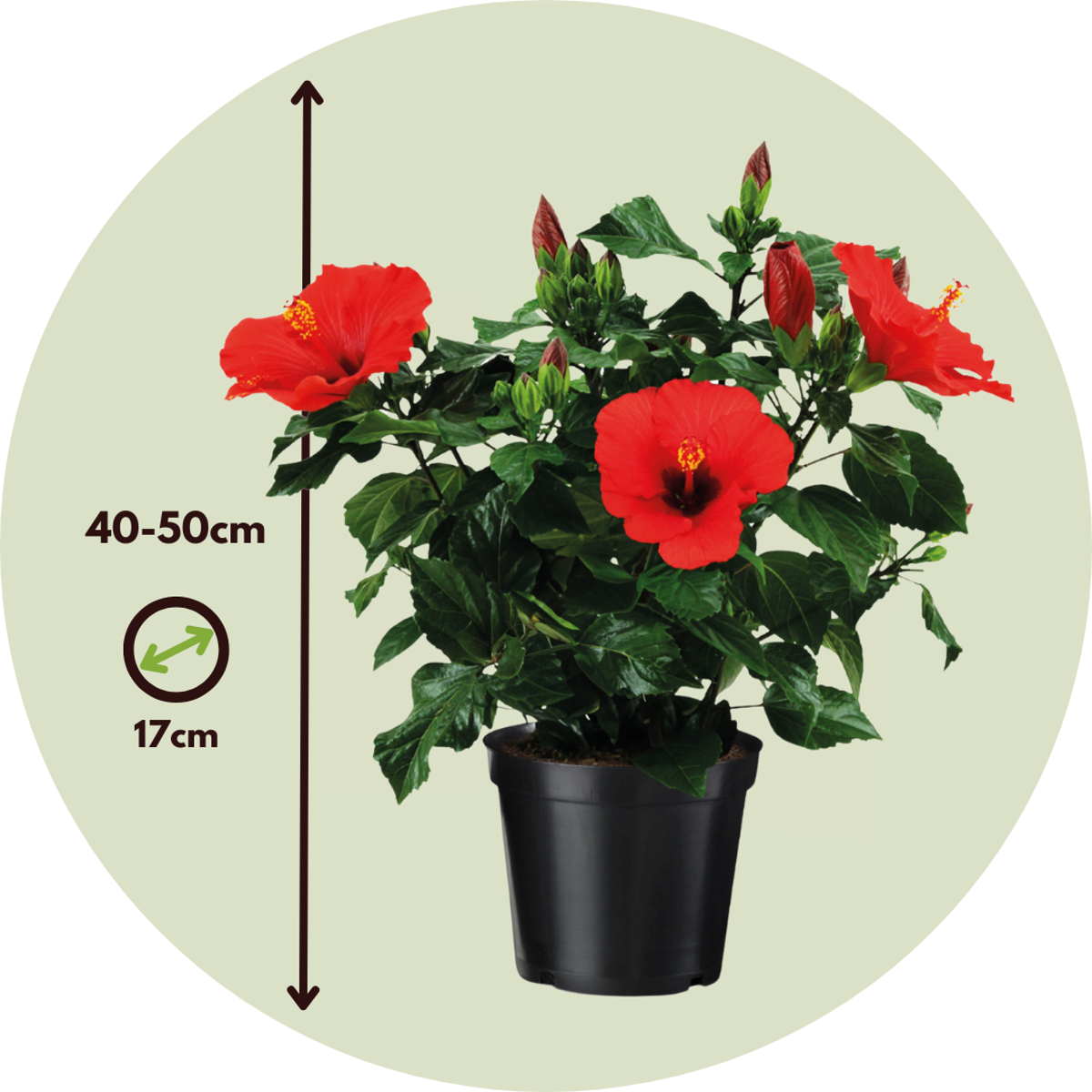 Chinese hibiscus - Hibiscus rosa-sinensis - Height 40-50cm - ø17cm