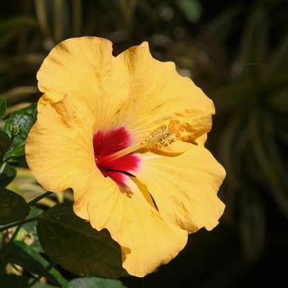 Chinese rose - Hibiscus rosa-sinensis - Orange - Height 40-50cm - ⌀17cm