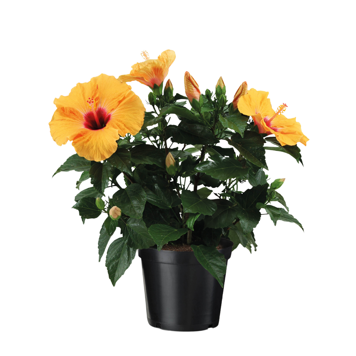 Chinese rose - Hibiscus rosa-sinensis - Orange - Height 40-50cm - ⌀17cm