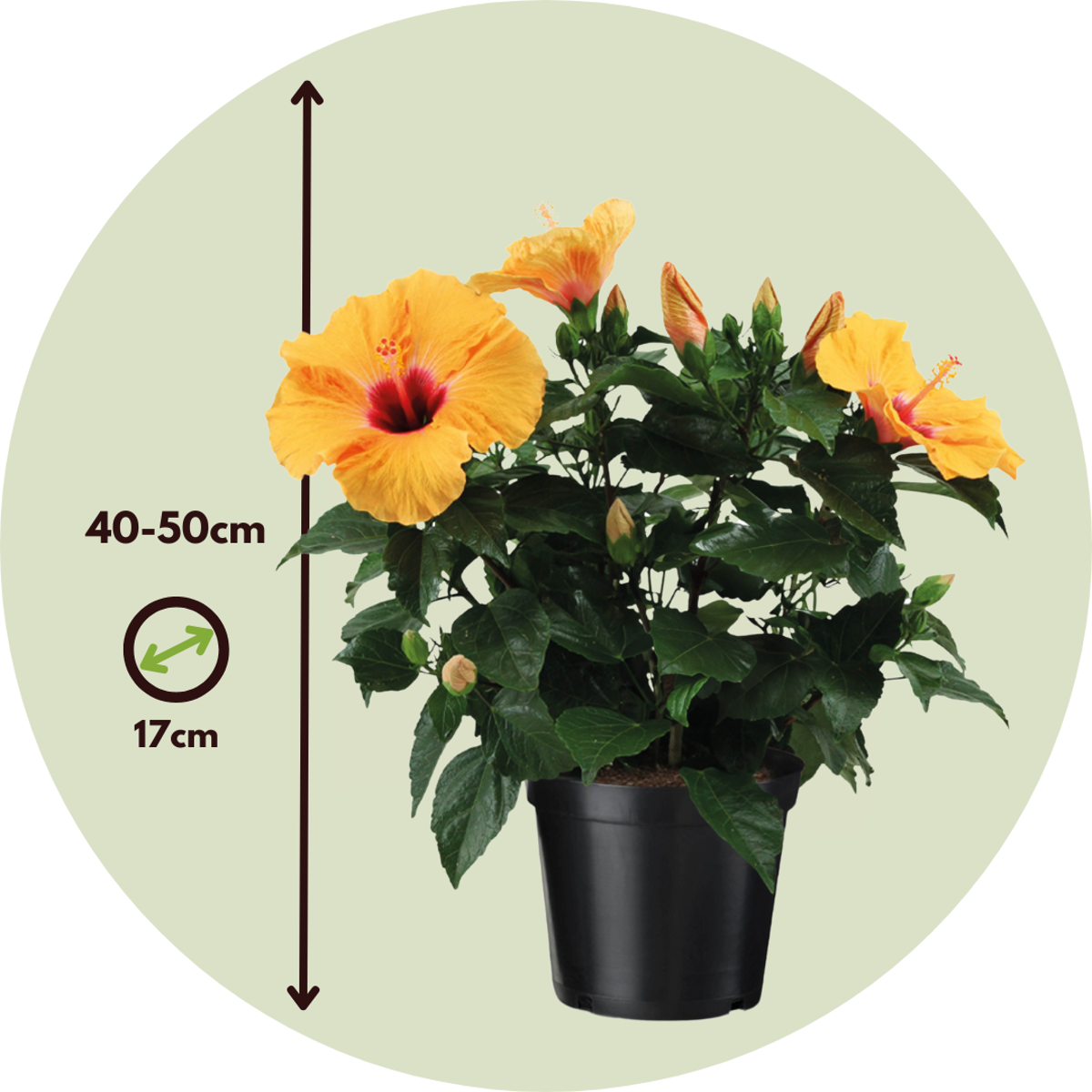 Chinese rose - Hibiscus rosa-sinensis - Orange - Height 40-50cm - ⌀17cm