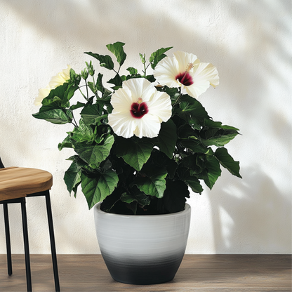 Chinese hibiscus - Hibiscus rosa-sinensis - Height 40-50cm - ø17cm