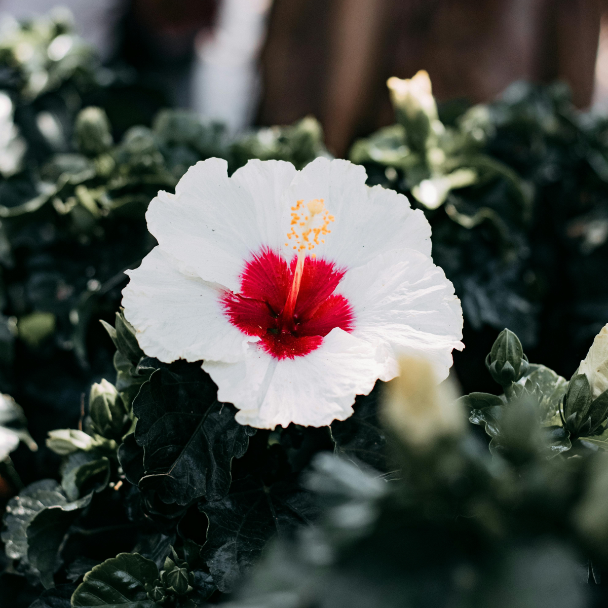Chinese hibiscus - Hibiscus rosa-sinensis - Height 40-50cm - ø17cm