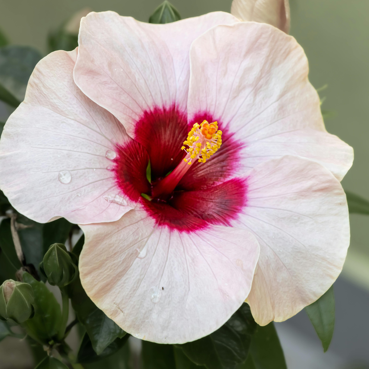 Chinese hibiscus - Hibiscus rosa-sinensis - Height 40-50cm - ø17cm