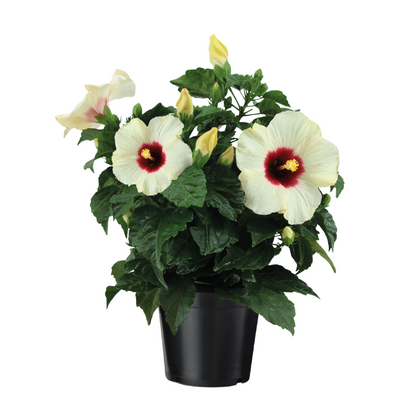 Chinese hibiscus - Hibiscus rosa-sinensis - Height 40-50cm - ø17cm