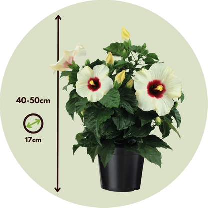 Chinese hibiscus - Hibiscus rosa-sinensis - Height 40-50cm - ø17cm