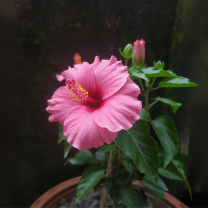 Chinese rose - Hibiscus rosa-sinensis - Pink - Height 40-50cm - ⌀17cm