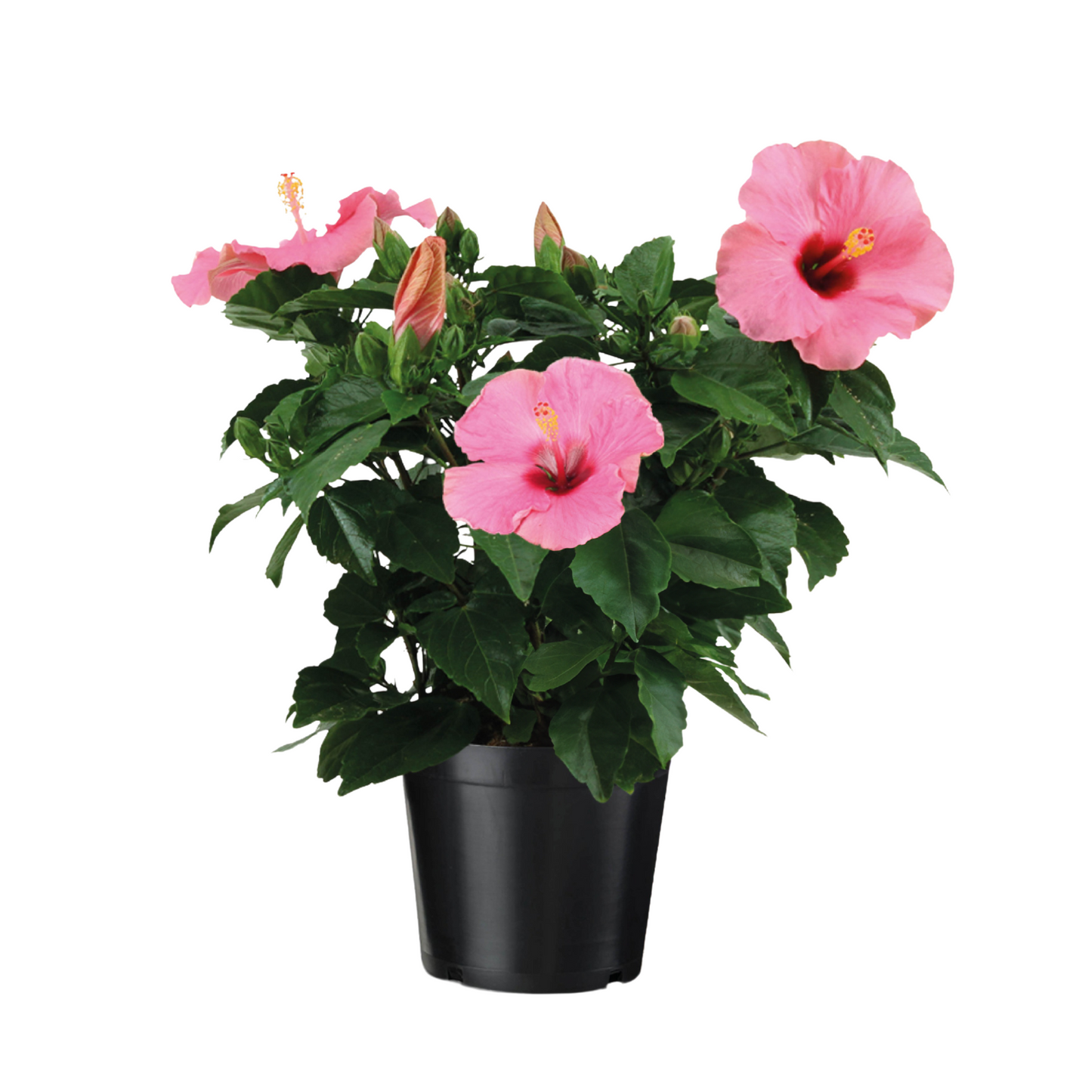 Chinese rose - Hibiscus rosa-sinensis - Pink - Height 40-50cm - ⌀17cm