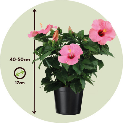 Chinese rose - Hibiscus rosa-sinensis - Pink - Height 40-50cm - ⌀17cm