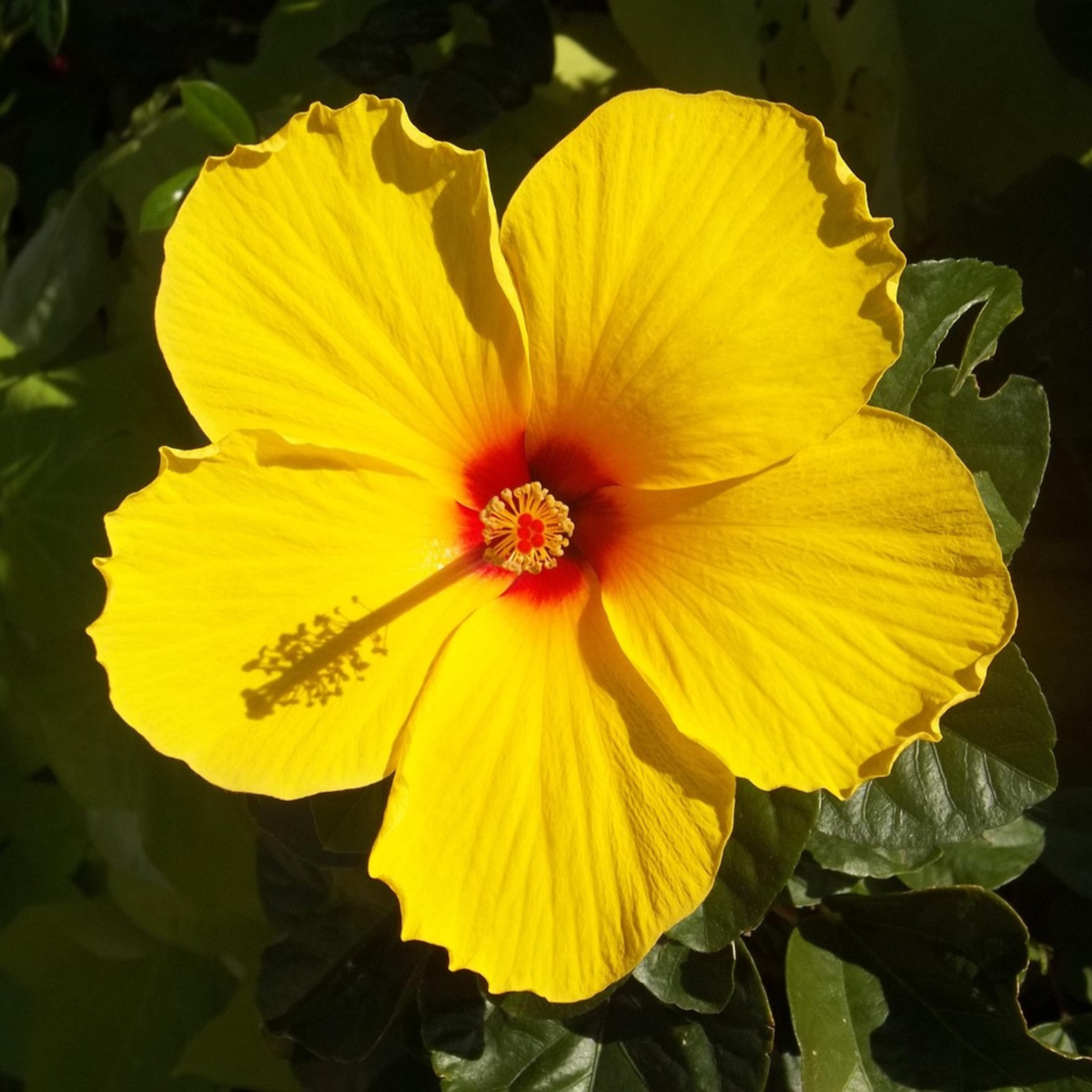 Yellow Chinese Hibiscus - Hibiscus rosa-sinensis - Height 40-50cm - ø17cm