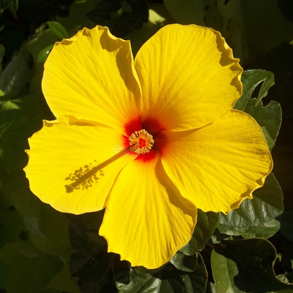 Yellow Chinese Hibiscus - Hibiscus rosa-sinensis - Height 40-50cm - ø17cm