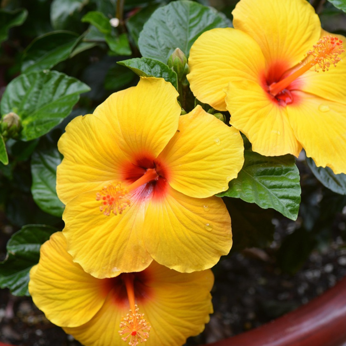 Yellow Chinese Hibiscus - Hibiscus rosa-sinensis - Height 40-50cm - ø17cm
