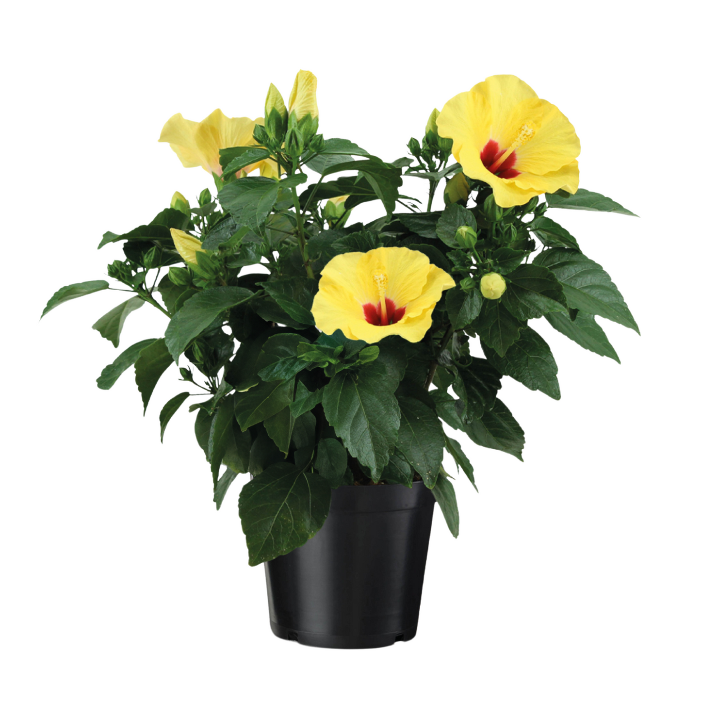 Yellow Chinese Hibiscus - Hibiscus rosa-sinensis - Height 40-50cm - ø17cm