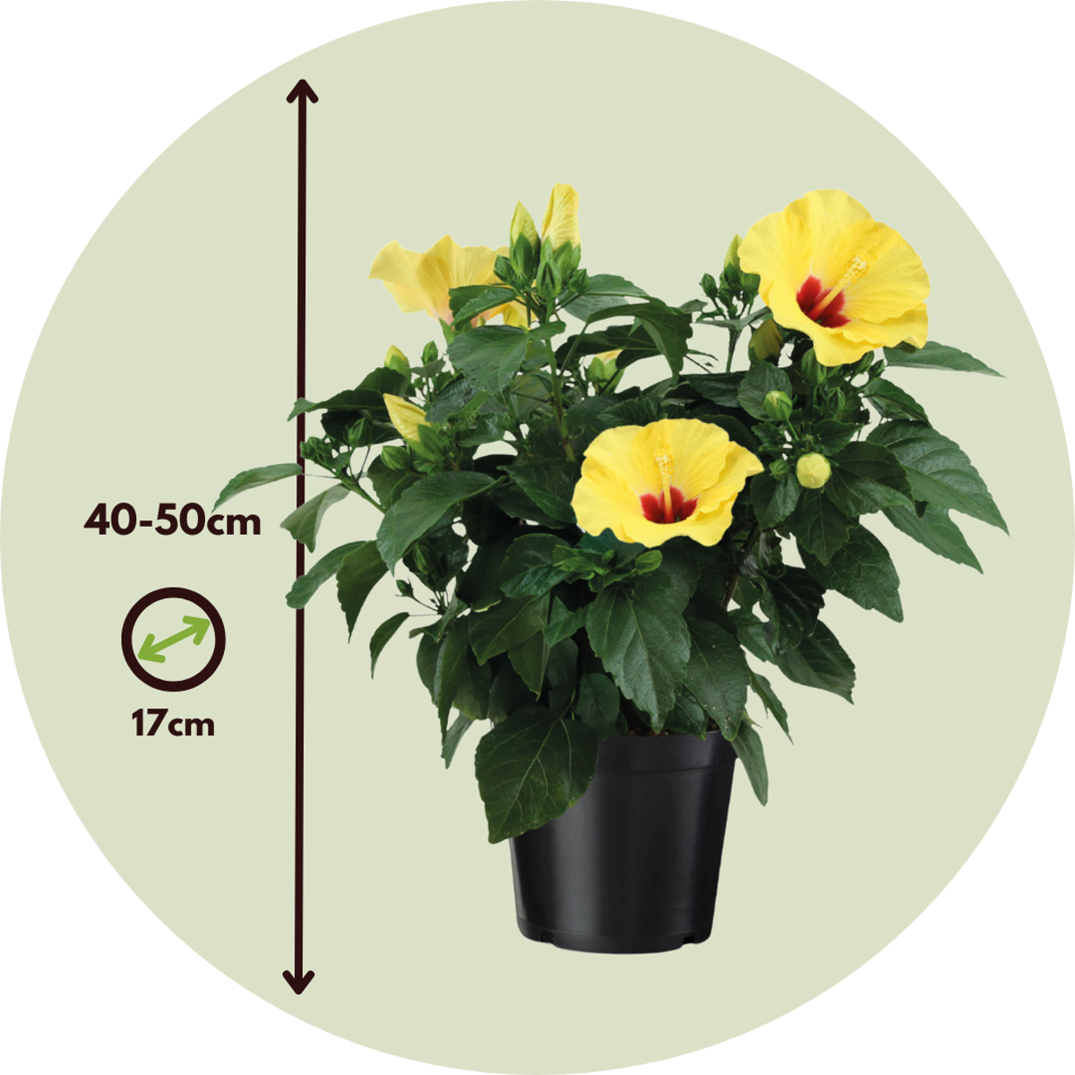 Yellow Chinese Hibiscus - Hibiscus rosa-sinensis - Height 40-50cm - ø17cm