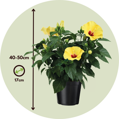 Yellow Chinese Hibiscus - Hibiscus rosa-sinensis - Height 40-50cm - ø17cm