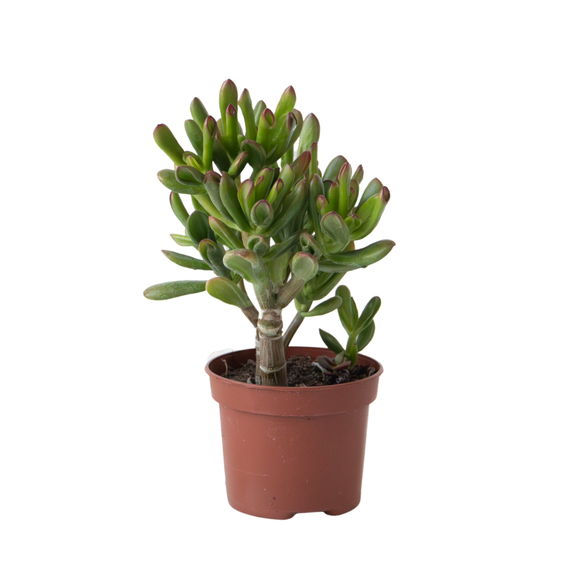 jade plant uk Jade Plant - Crassula ovata 'Gollum' - Height 15-25 cm