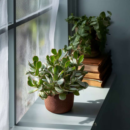 Jade Plant - Set of 2 - Crassula arborescens 'Curly' - Pot 12 cm