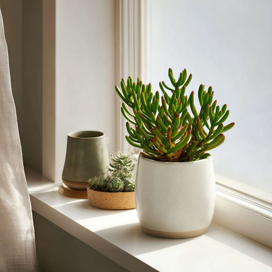 Jade plant - Crassula ovata 'Hobbit' - Height 10-20cm - ⌀12cm