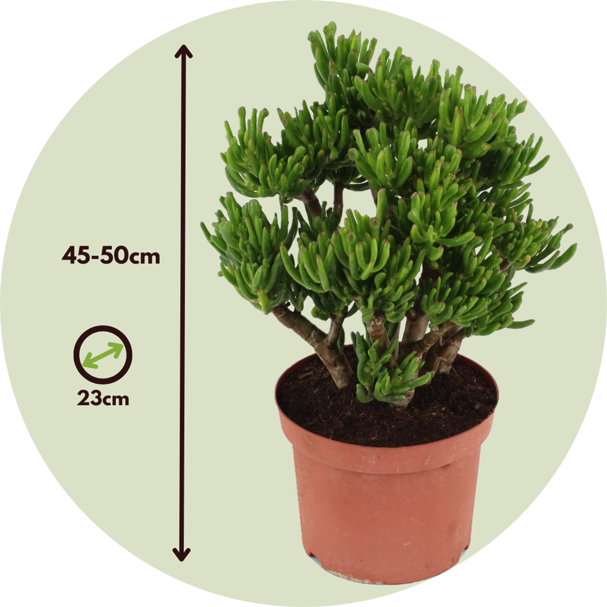 jade plant hobbit Jade plant - Crassula ovata 'Hobbit' - Height 45-50cm