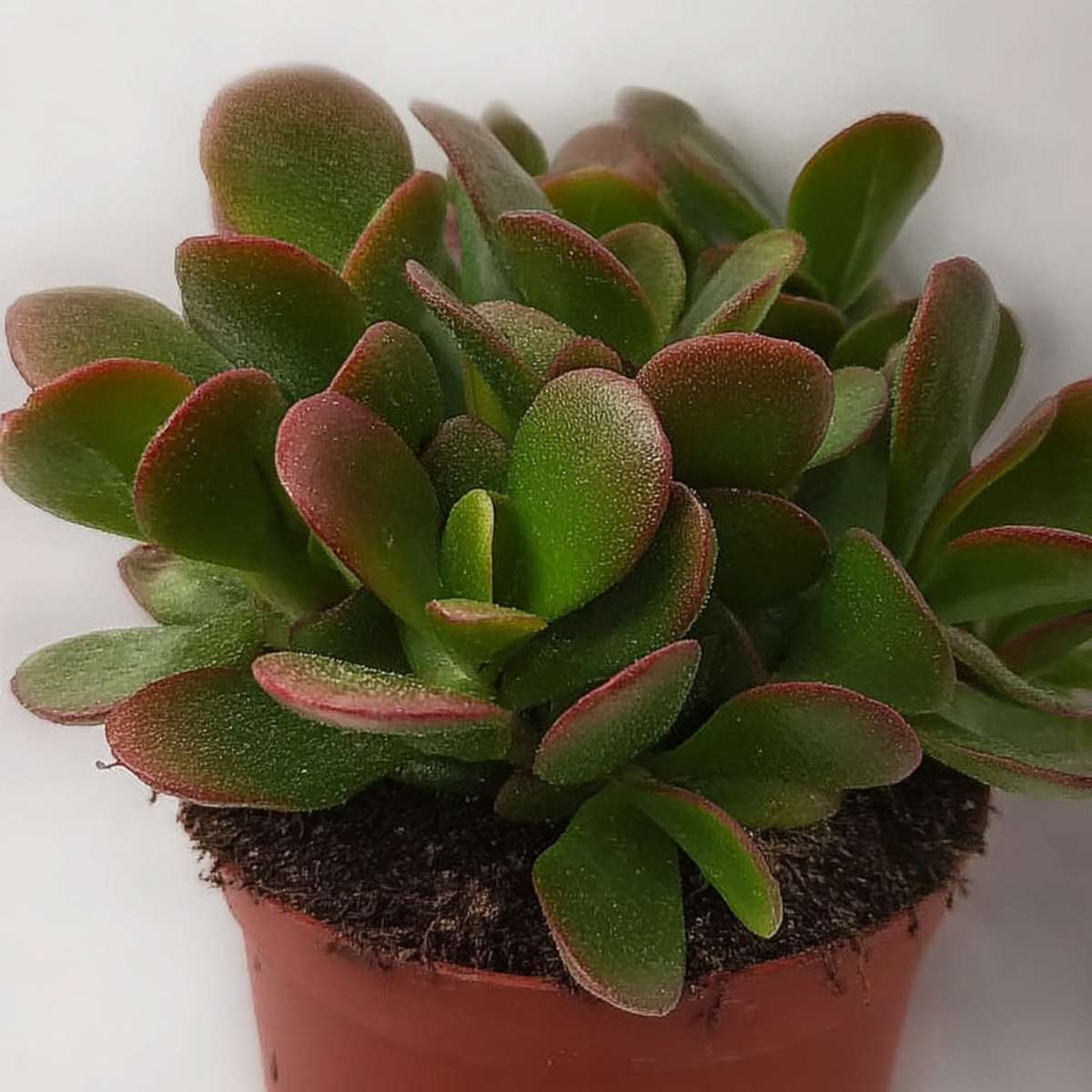 Jade plant - Set of 2 -  Crassula ovata 'Sunset' - Height 15-20cm - Pot 17cm