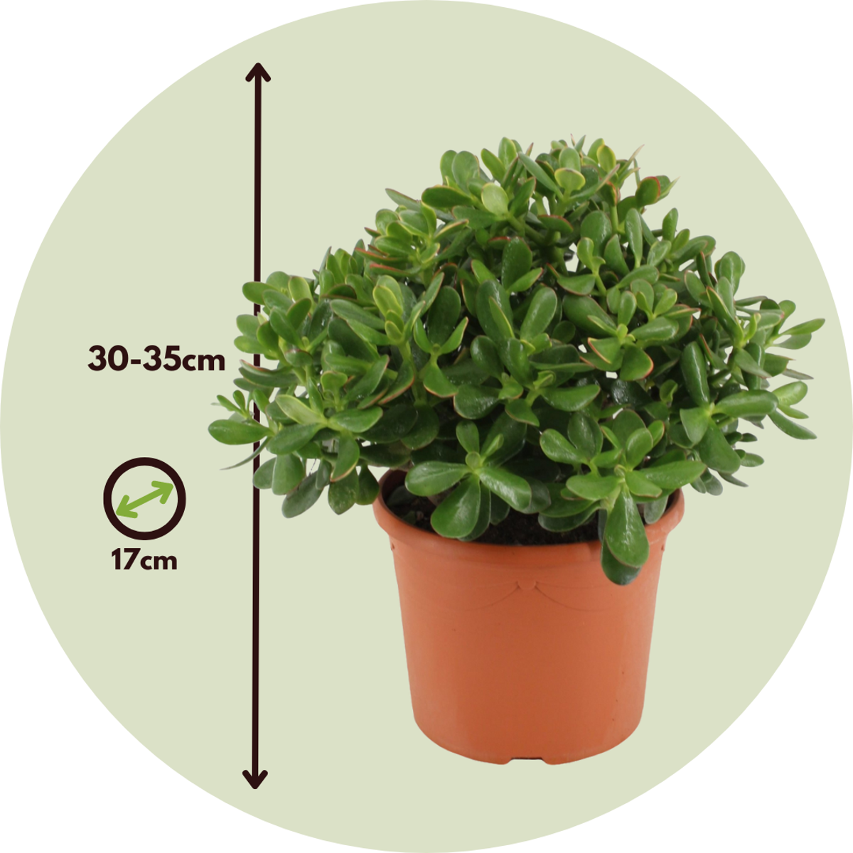 Jade plant - Crassula ovata 'Minor' - Height 30-35cm - ⌀17cm