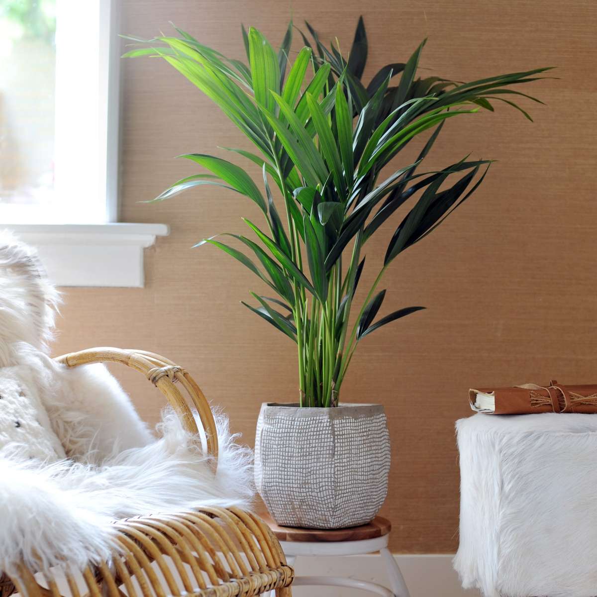 Kentia Palm - Howea forsteriana - Height 130-140cm - ⌀21cm