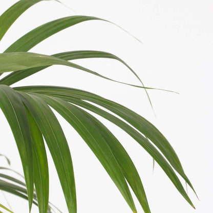 Kentia Palm - Howea forsteriana - Height 130-140cm - ⌀21cm