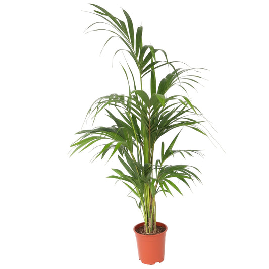 Kentia Palm - Howea forsteriana - Height 130-140cm - ⌀21cm