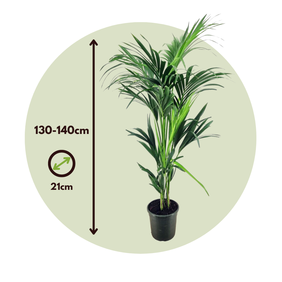 Kentia Palm - Howea forsteriana - Height 130-140cm - ⌀21cm
