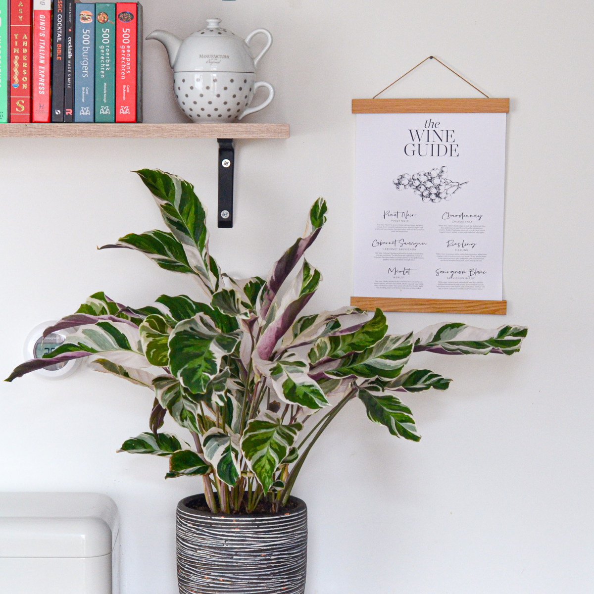 Prayer Plant - 2 pcs. - Calathea Lietzei 'White Fusion' - Height 30-40cm - ⌀14cm