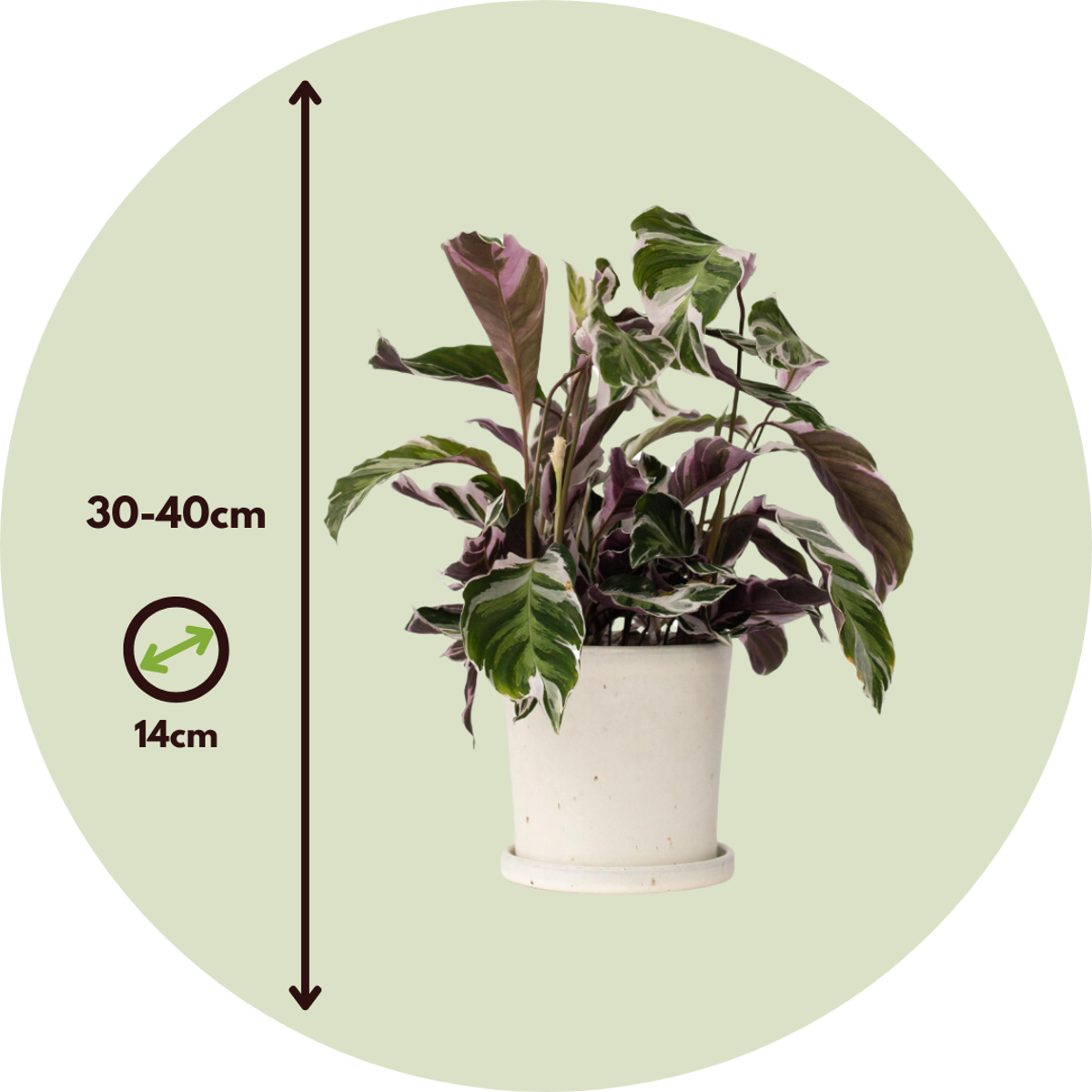 Prayer Plant - 2 pcs. - Calathea Lietzei 'White Fusion' - Height 30-40cm - ⌀14cm