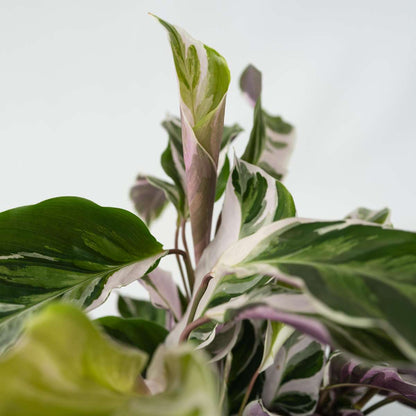 Prayer Plant - 2 pcs. - Calathea Lietzei 'White Fusion' - Height 30-40cm - ⌀14cm