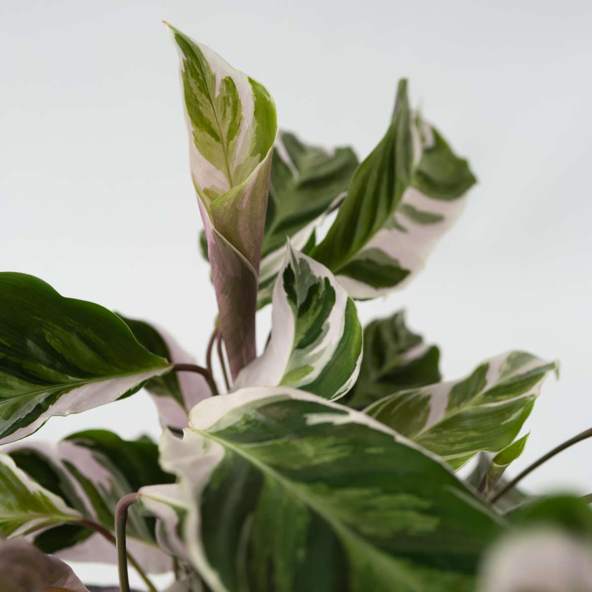 Prayer Plant - 2 pcs. - Calathea Lietzei 'White Fusion' - Height 30-40cm - ⌀14cm