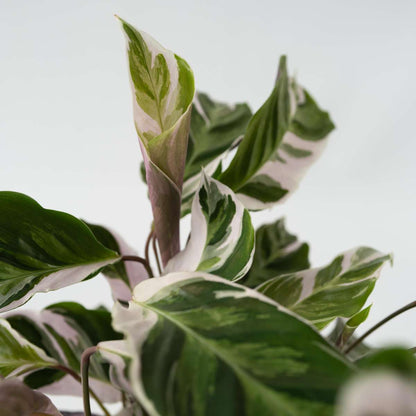 Prayer Plant - 2 pcs. - Calathea Lietzei 'White Fusion' - Height 30-40cm - ⌀14cm