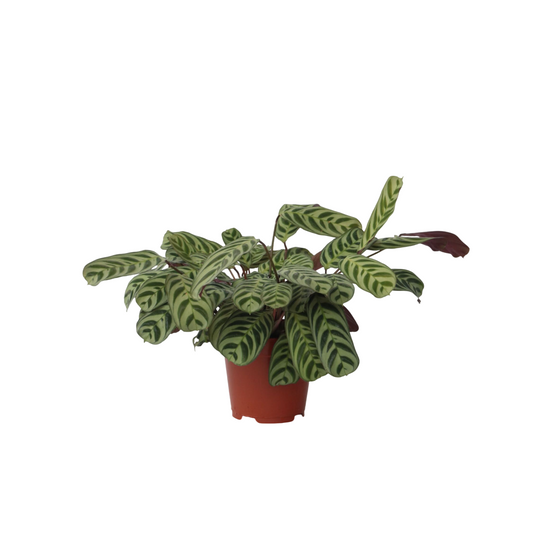 Never Never Plant - Ctenanthe 'burle-marxii' - Height 30-40cm - ⌀14cm