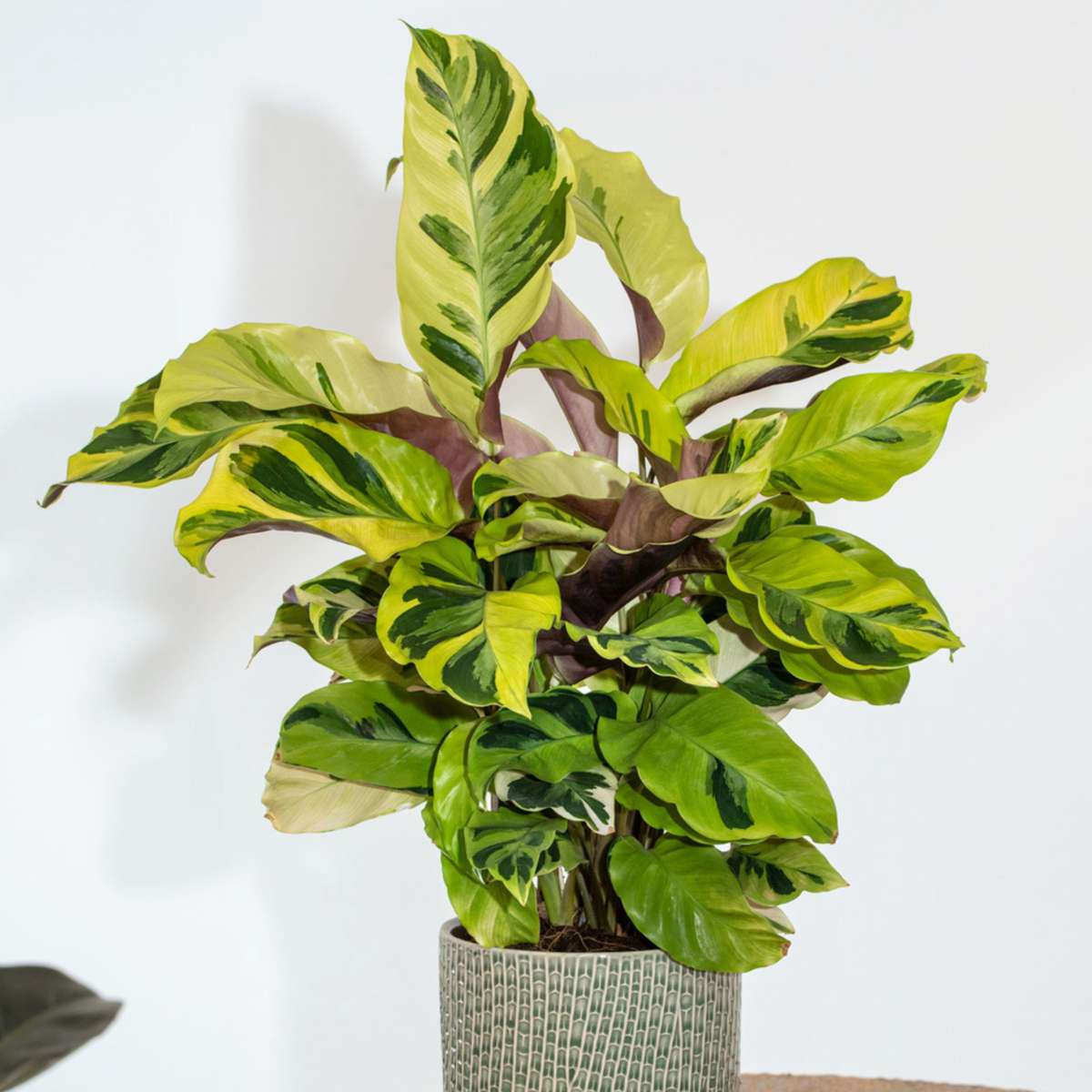 Prayer Plant - Calathea 'Yellow Fusion' - Height 30-40cm - ⌀14cm