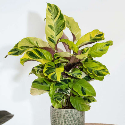 Prayer Plant - Calathea 'Yellow Fusion' - Height 30-40cm - ⌀14cm