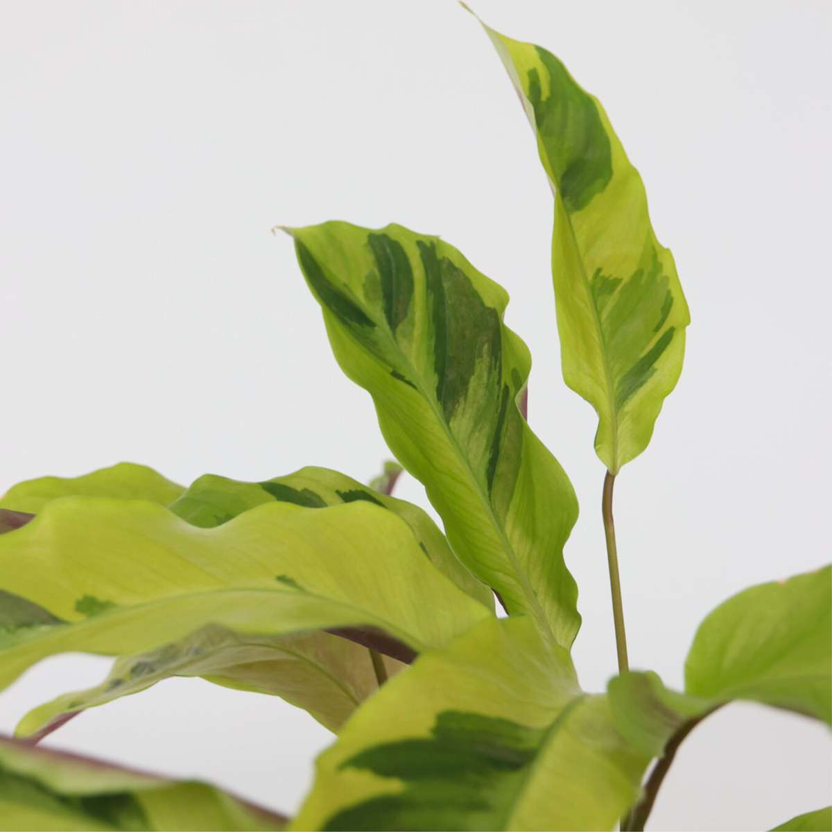 Prayer Plant - Calathea 'Yellow Fusion' - Height 30-40cm - ⌀14cm