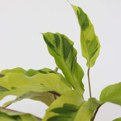 Prayer Plant - Calathea 'Yellow Fusion' - Height 30-40cm - ⌀14cm