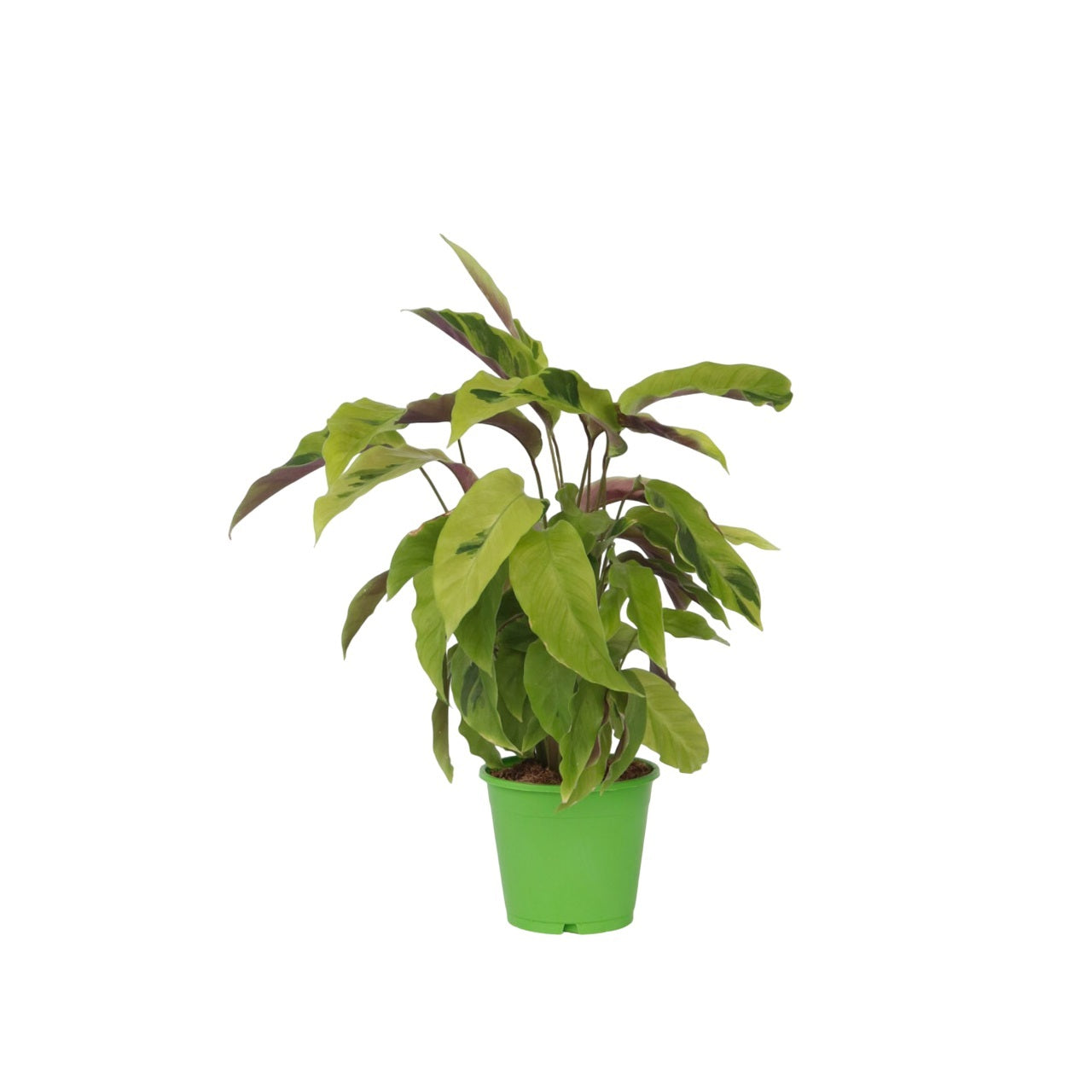Prayer Plant - Calathea 'Yellow Fusion' - Height 30-40cm - ⌀14cm