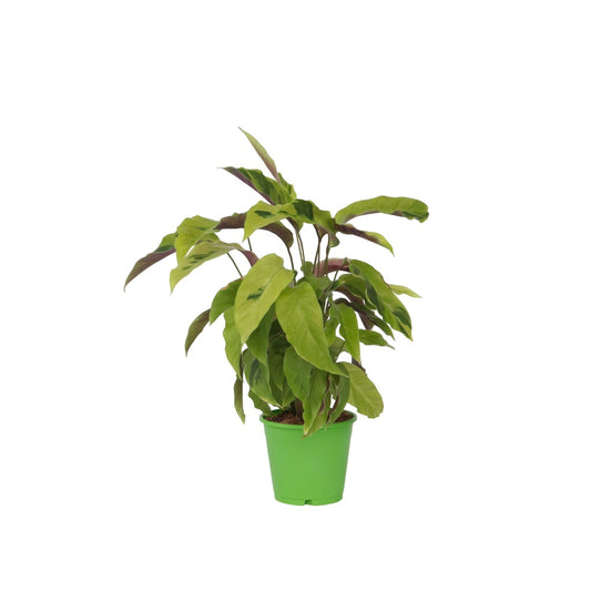 Prayer Plant - Calathea 'Yellow Fusion' - Height 30-40cm - ⌀14cm