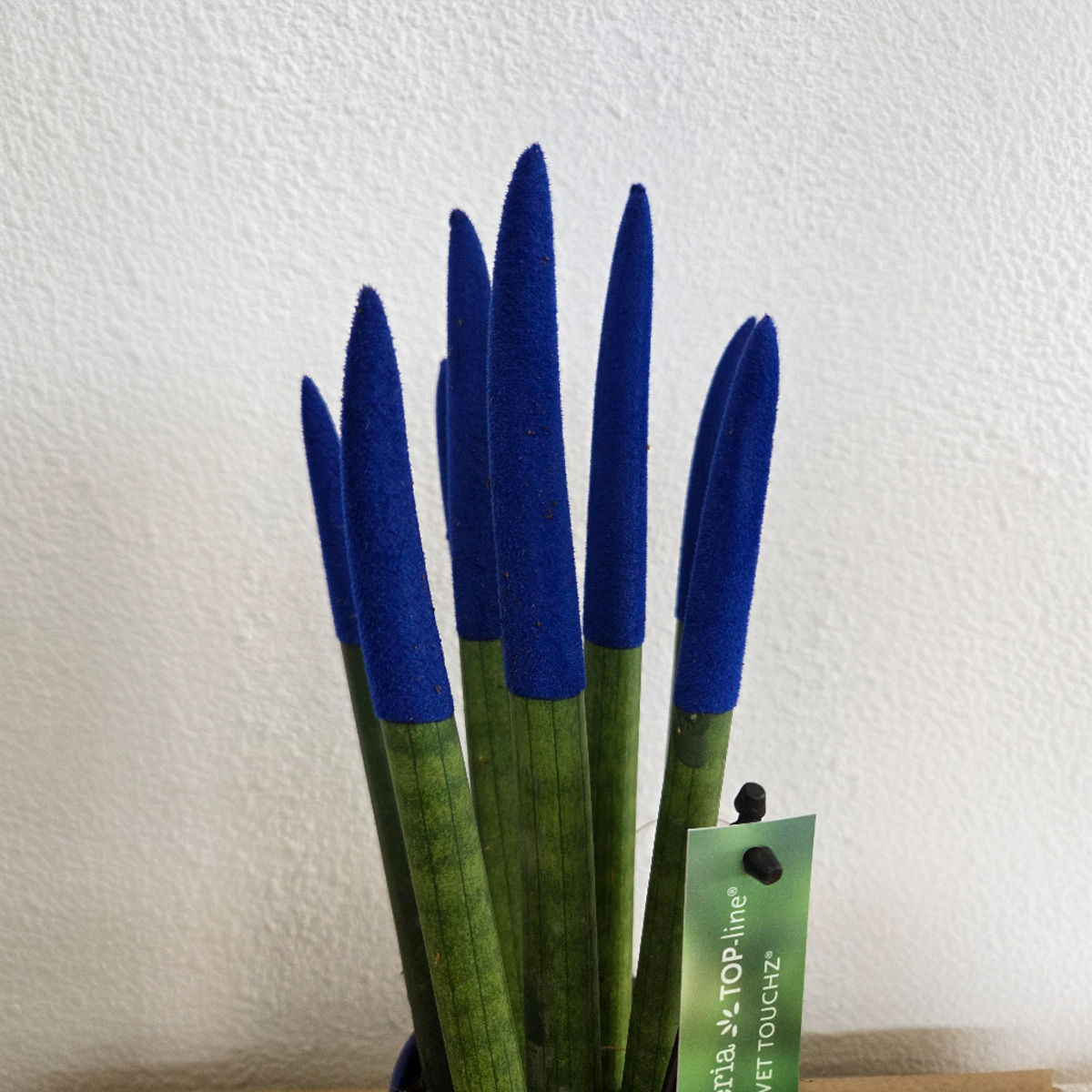 Snake Plant Velvet Touch - Sansevieria cylindrica - Height 20-40cm - ⌀9cm