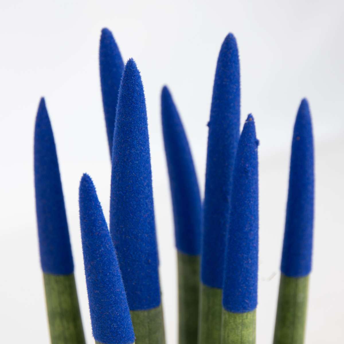 Snake Plant Velvet Touch - Sansevieria cylindrica - Height 20-40cm - ⌀9cm