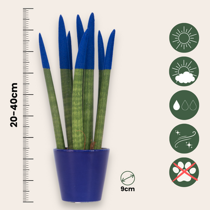Snake Plant Velvet Touch - Sansevieria cylindrica - Height 20-40cm - ⌀9cm
