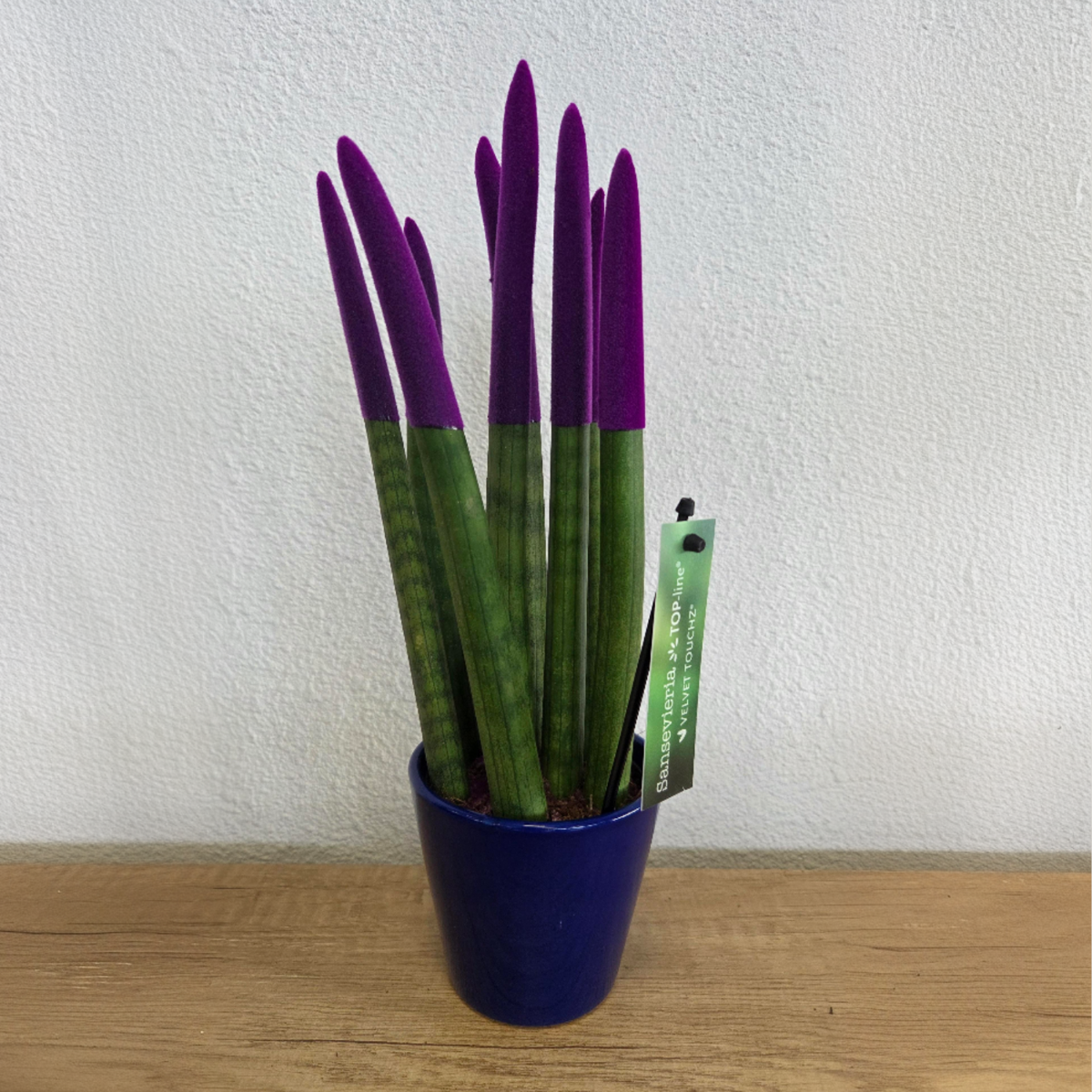 Snake Plant Velvet Touch - Sansevieria cylindrica - Height 20-40cm - ⌀9cm